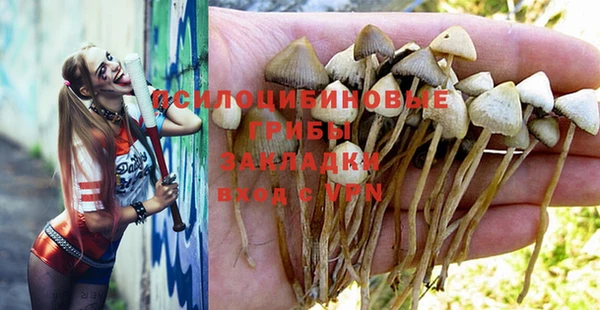 прущие грибы Ессентукская