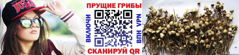 Псилоцибиновые грибы мицелий  где найти наркотики  Киров 